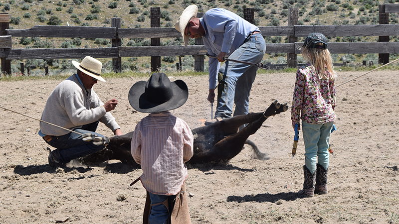 kids watch calf get branded