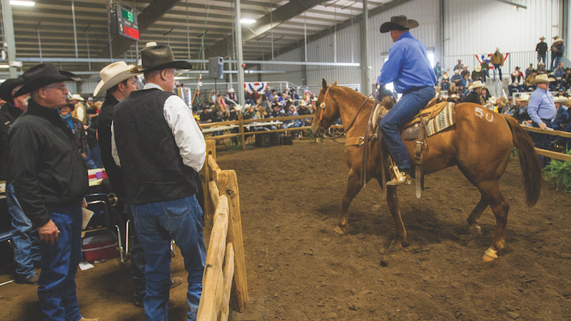 horse in the ring at horse sales