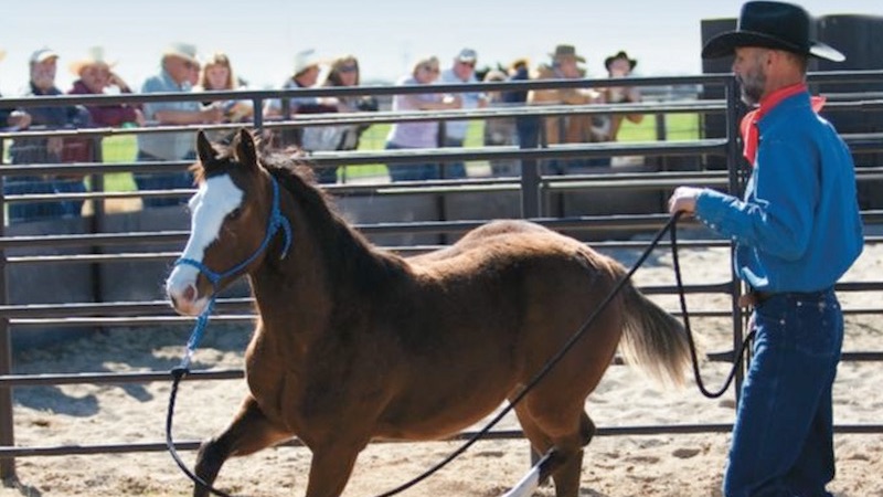Larry Todd working a colt in Arizona
