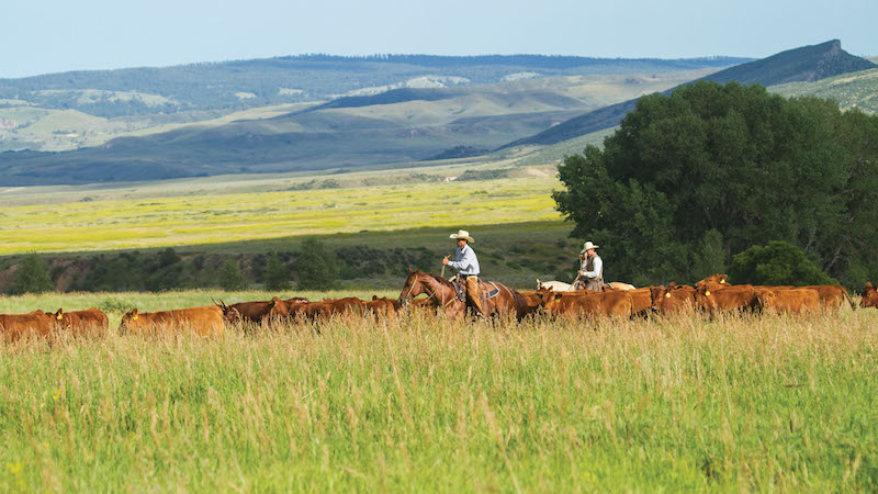 Matt Koch riding futurity prospects through cattle herd demonstrating the benefits to riding outside the arenalp
