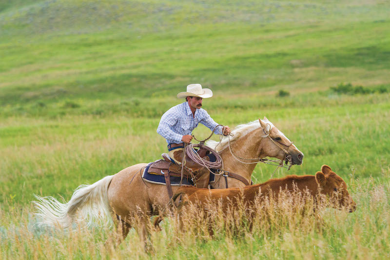 Matt Koch chasing cow on palomino horse