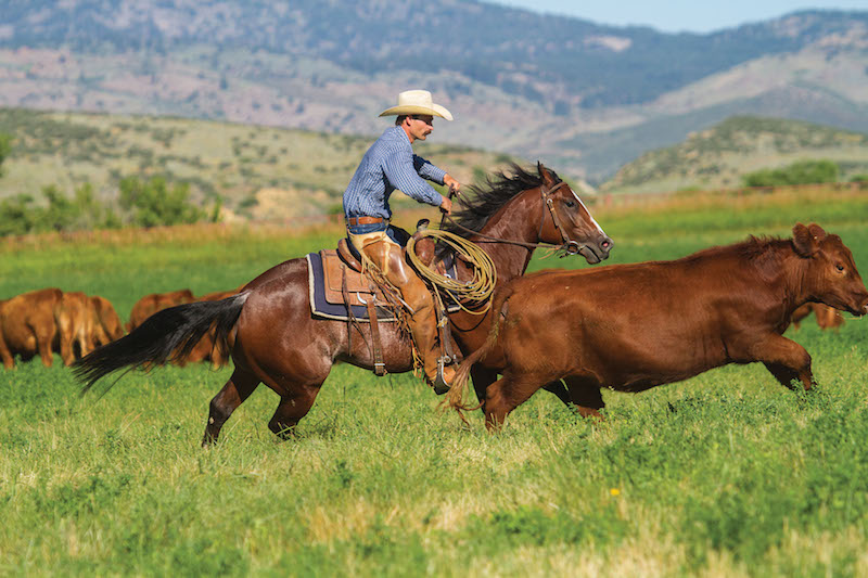 Matt Koch chasing a red heifer back to the herd
