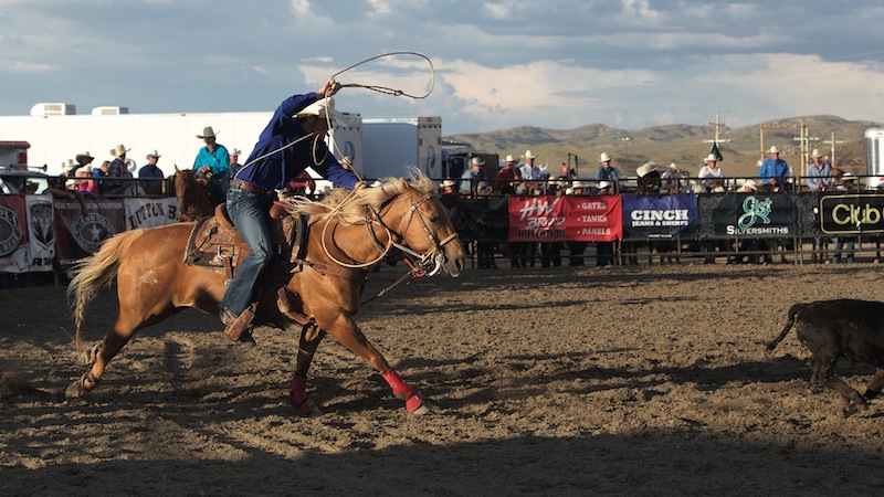 calf roper roping calf at rodeo