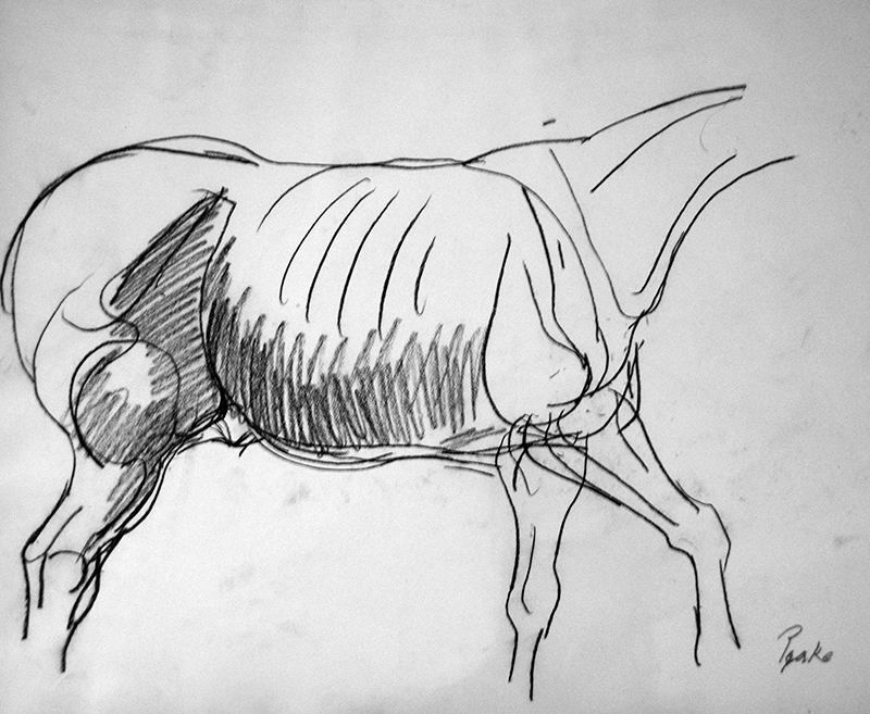 Peake's drawing of a horse body