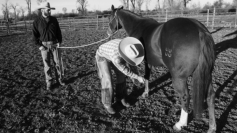 farrier picking out a horse hoof