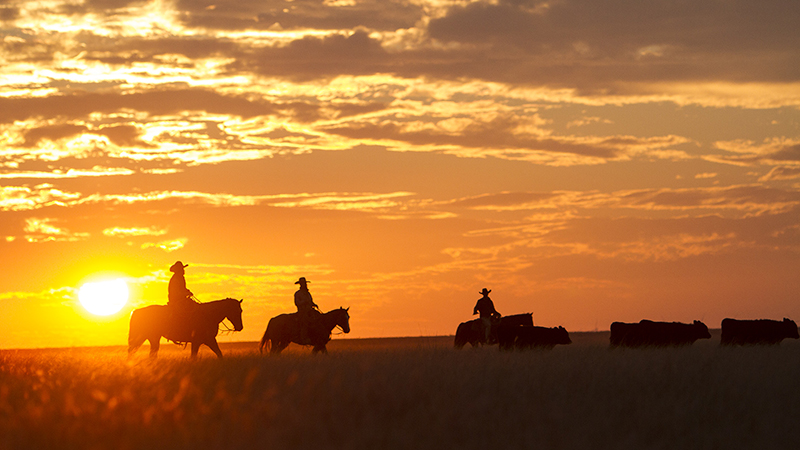 silhouette cowboys riding on Hitch Ranch