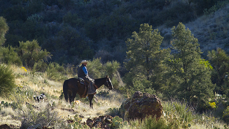 horse and cowboy riding in a rock canyon
