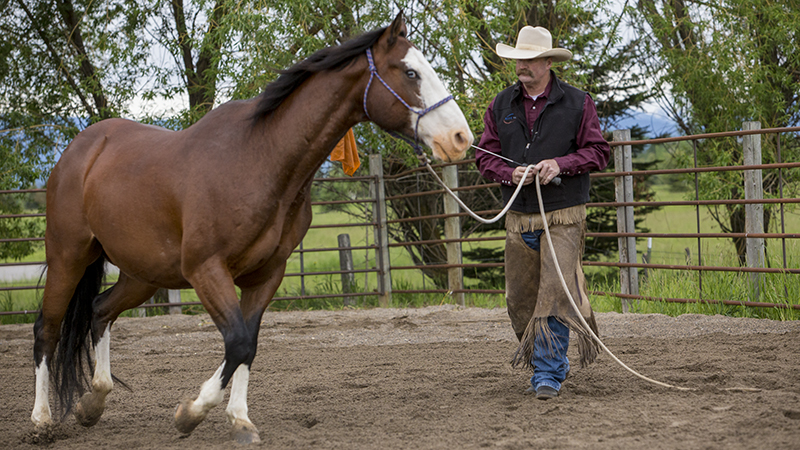 Horseman Jon Ensign practices groundwork with Paint horse