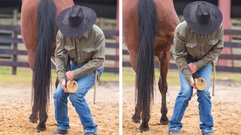 Martin Black demonstrating teaching a horse to accept having it's foot held