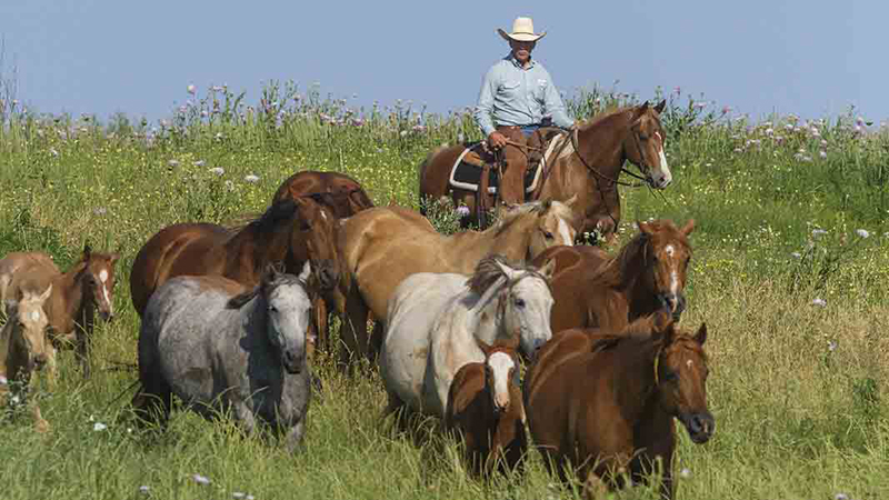 Four Sixes Mare Manager Phil Fox gathers mares and foals at The Four Sixes Ranch