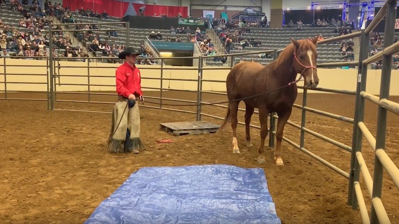 Wade Black getting a horse to cross a tarp