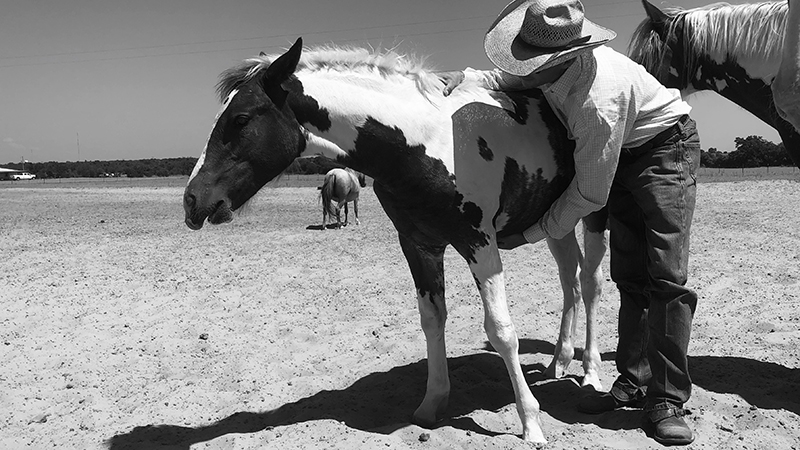 horse getting belly scratched