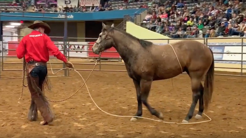 Ben Baldus demonstrating his method of preparing a colt for the first ride