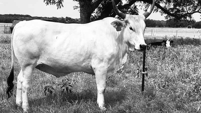 Brahman steer standing in the Neubert's pasture