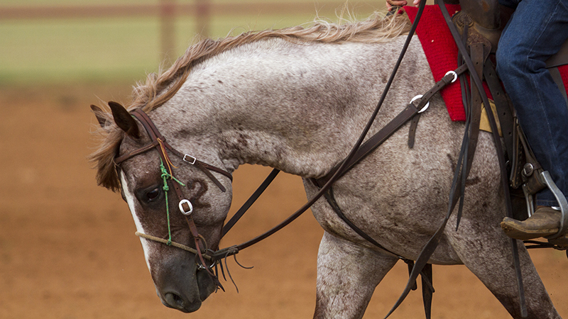 Roan colt Bet Hesa Ginnin represents nine generations of Four Sixes Ranch Quarter Horse broodmares.