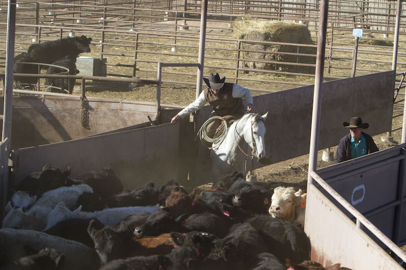 Sandhill Cattle Company cowboy shipping cattle 