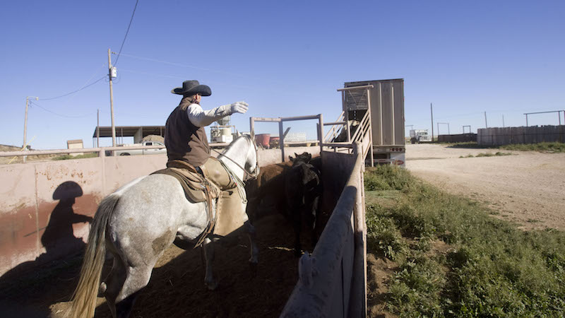 Riley Smith pushes cattle onto semi truck on shipping day