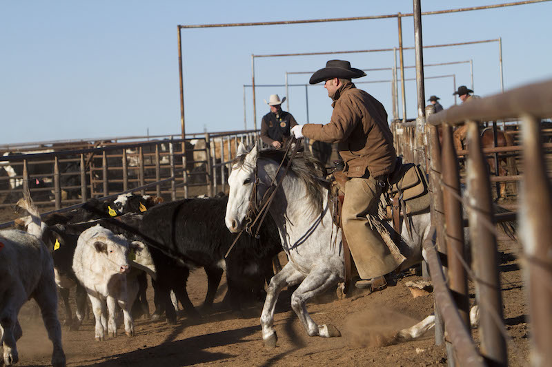 horseback rider cuts off cow while shipping cattle at the Sandhill Cattle Company 