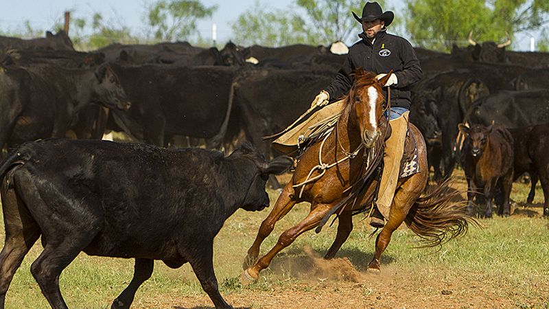 ranch gelding on Tongue River Ranch