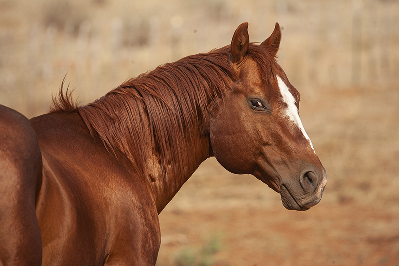 Beggs Ranch stallion, Play Jimmy Too. 