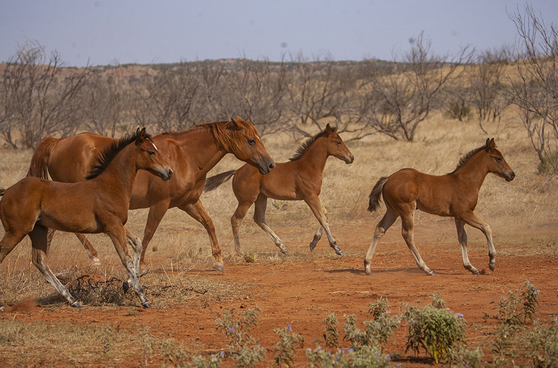foals running on Beggs Ranch.
