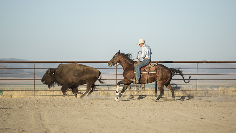 Reined cow horse trainer Brandon Buttars uses buffalo instead of cattle.