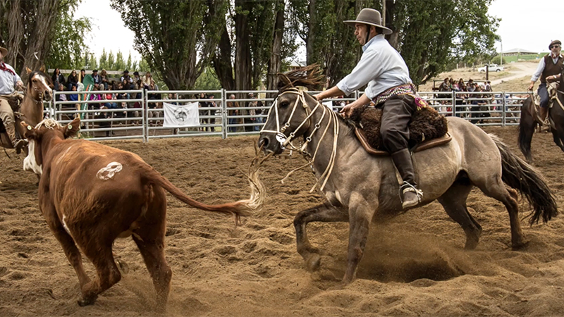 A Criollo horse cuts a cow in Argentina