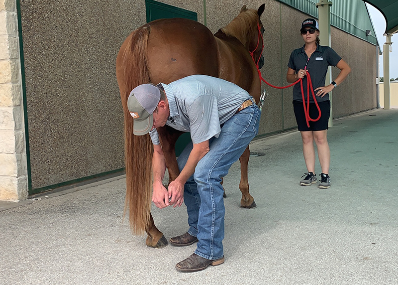 veterinarian doing a flexion test for arthritis a top choice on our list of horse health concerns