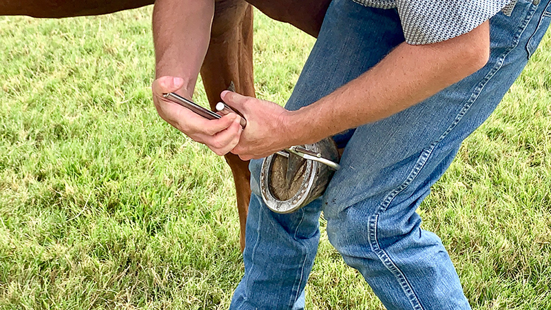 A veterinarian uses hoof testers to check for an abscess in a hoof topping the list of horse health concerns.