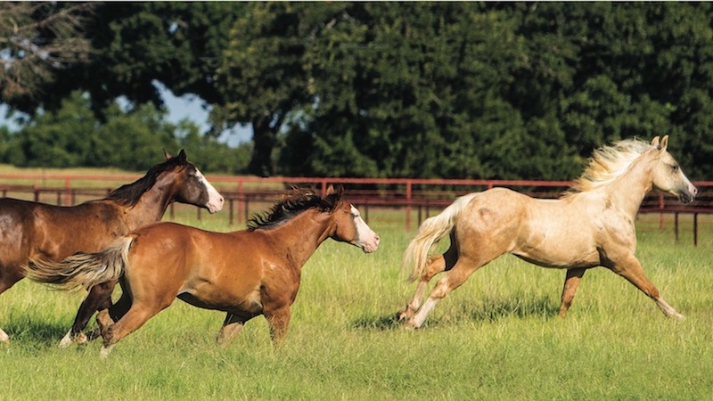 horses running through a pasture representing horse health