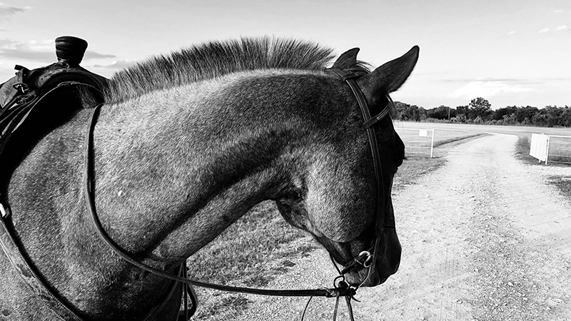 horse with a roached mane