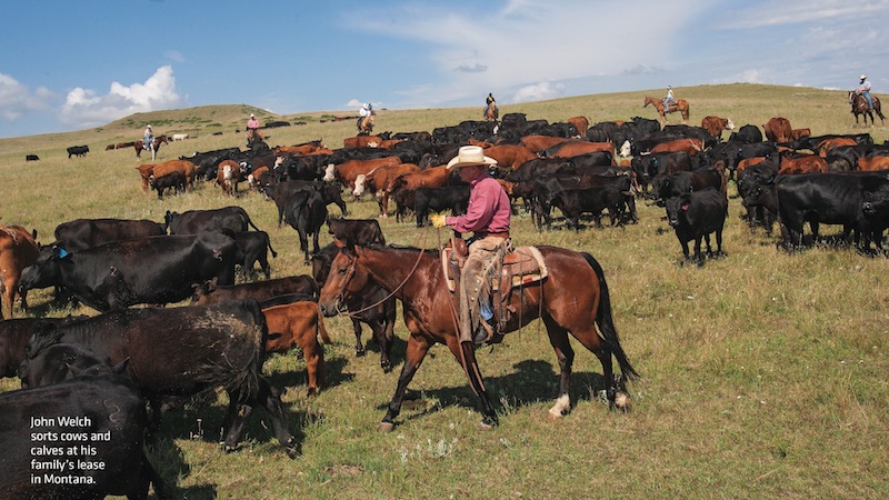 John Welch of the Welch Cattle Company sorting cows