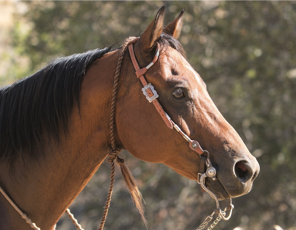 horse with vaquero style bridle, bit and reins