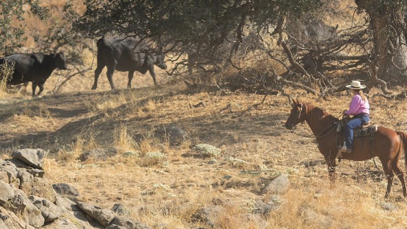 Buddy and Laurie Montes herding cattle up to higher range