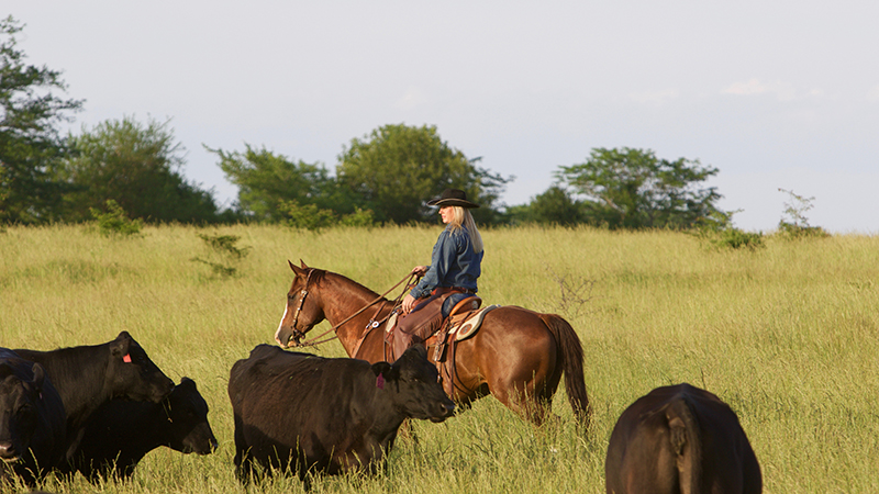 Brandi Shannon rides a horse through cattle herd.