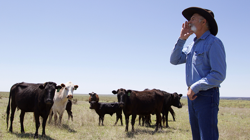 Floyd Beard stands next to his Corriente-cross cattle as he recites his poem "Canyons."