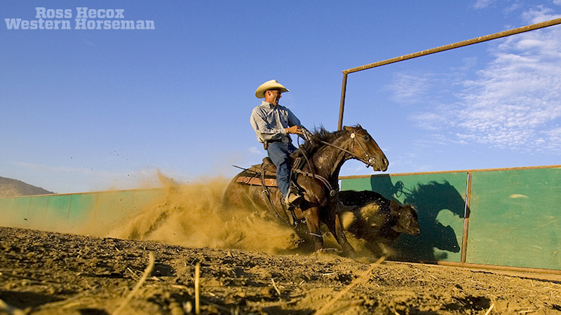 Reined cow horse trainer Lance Johnston turns a cow on the fence.