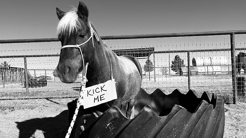 A pony standing in a tire