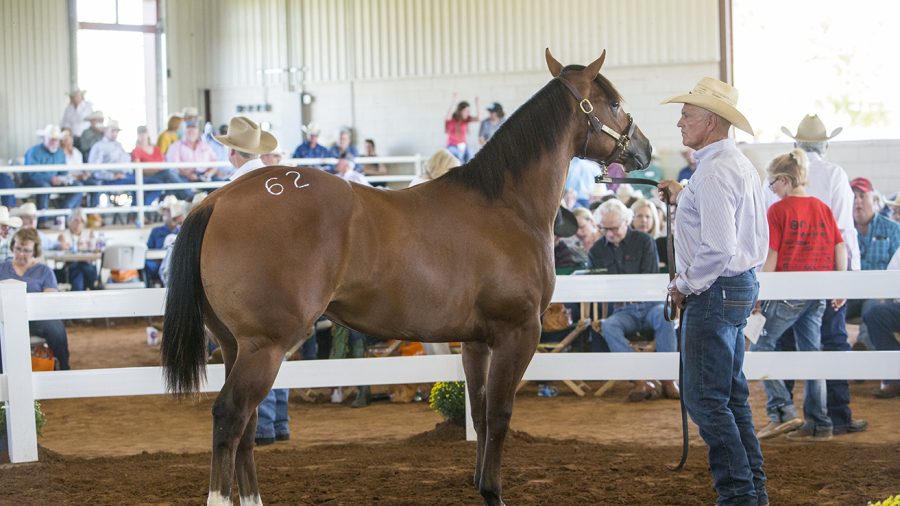 Jesses Power was among the top sellers at the Four Sixes Return to the Remuda Sale