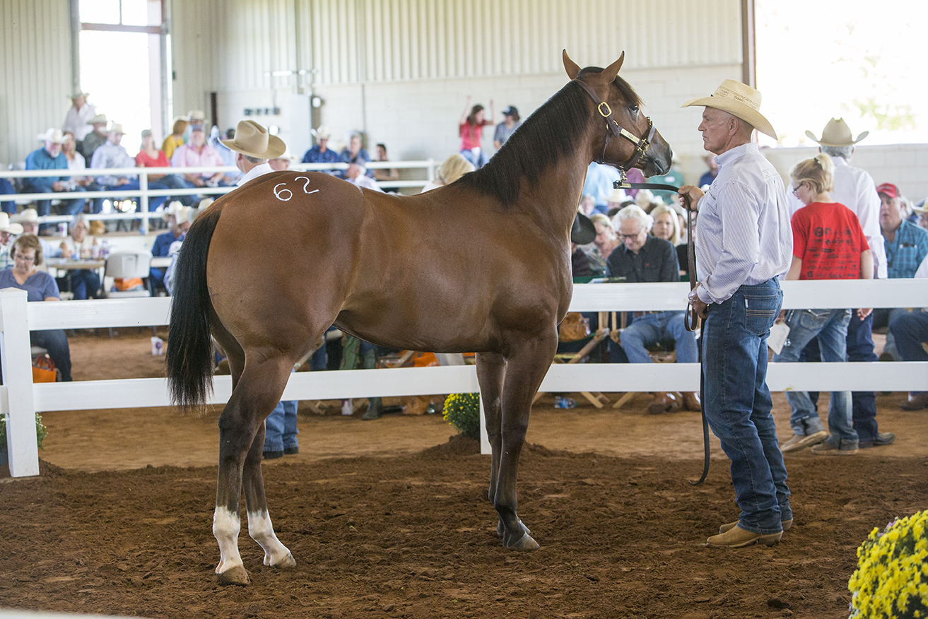 Jesses Power was among the top sellers at the Four Sixes Return to the Remuda Sale