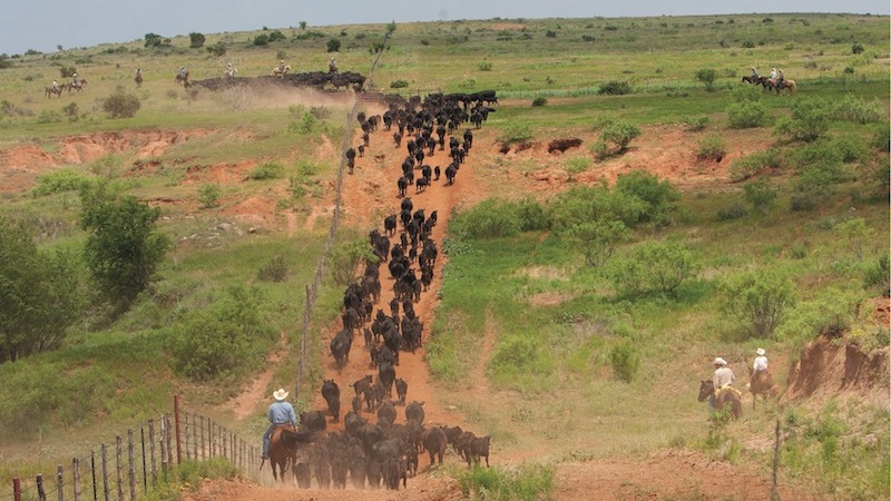 cattle trailing up a hill