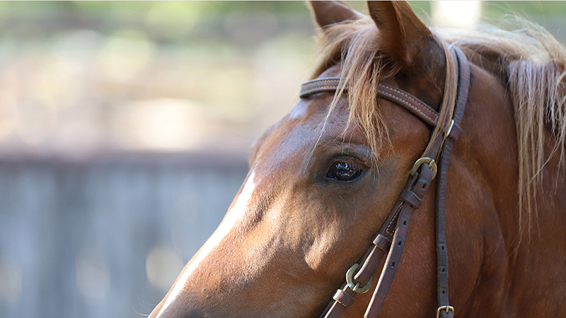 Road to the Horse filly