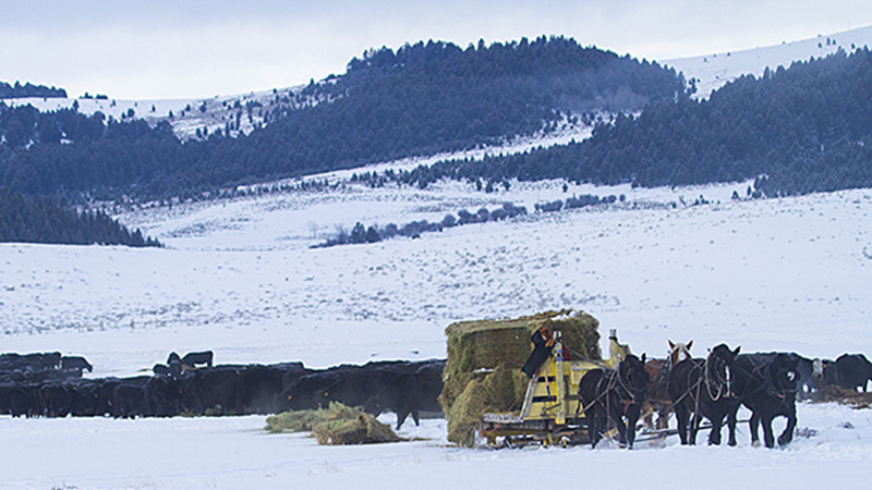 A four-up team of draft horses feed cattle in the snow on Castle Mountain Ranch in Montana