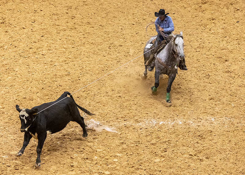 Ima Wynna RAB won top horse at the WRCA Ranch Rodeo World Championship