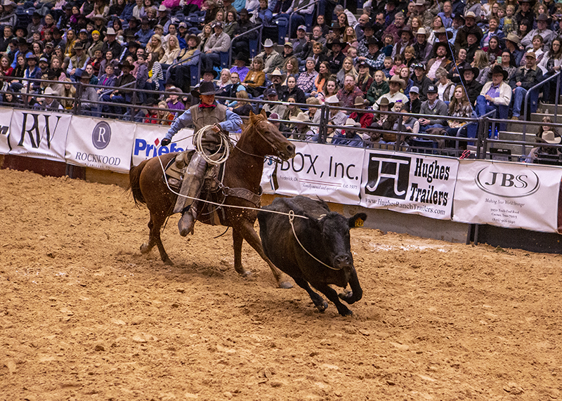 Whip Peterson was the roper for his team, Hatchet Ranch and Willows Ranch, during the wild cow milking.