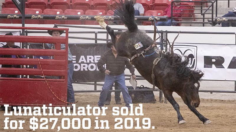 At the WNFR, Lunaticulator sold for $27,000 at the Benny Binion Bucking Horse and Bull Sale.
