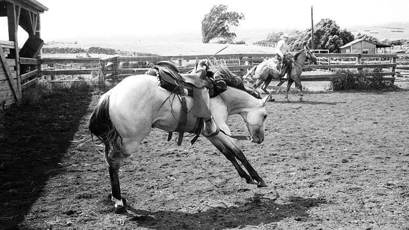 A horse that in your opinion was going to be a quick learner may turn out to be a rank one.