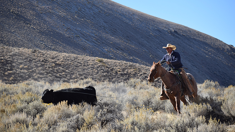 Cowboy Jim Young day works in Nevada.