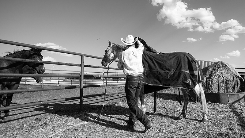 Some horse owners decide to blanket their horses in the winter.
