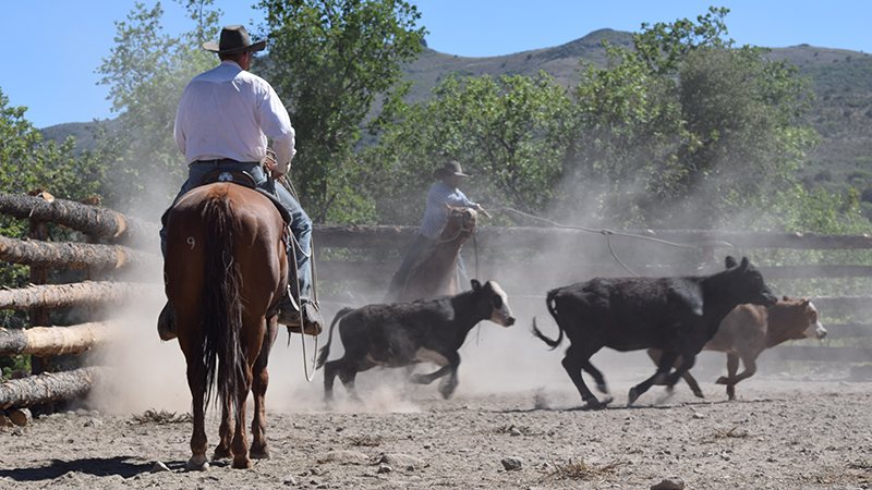 Being married to a cowboy does not mean you get to ride and rope all day.